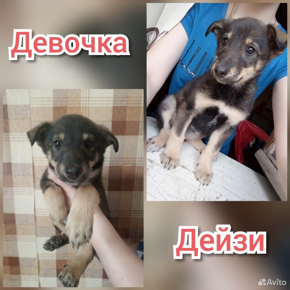 Бесплатно щенки в хорошие руки купить на Зозу.ру - фотография № 4
