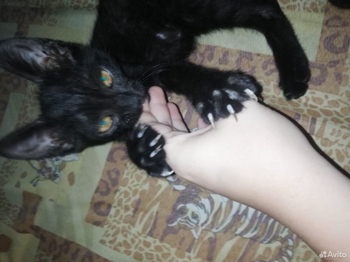 Милый чёрный котик купить на Зозу.ру - фотография № 2