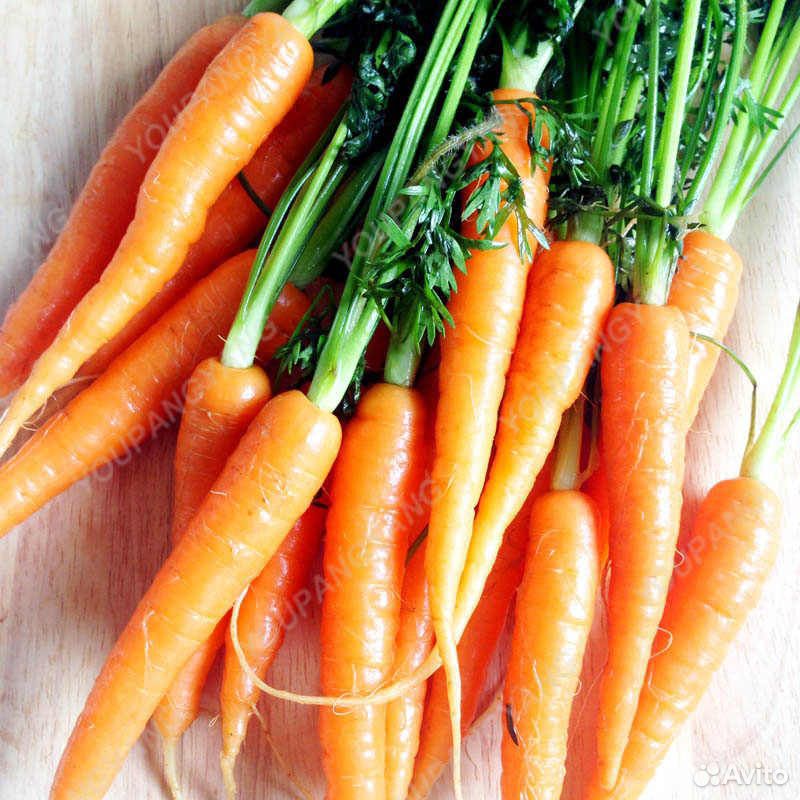 Морковь молодая купить на Зозу.ру - фотография № 1