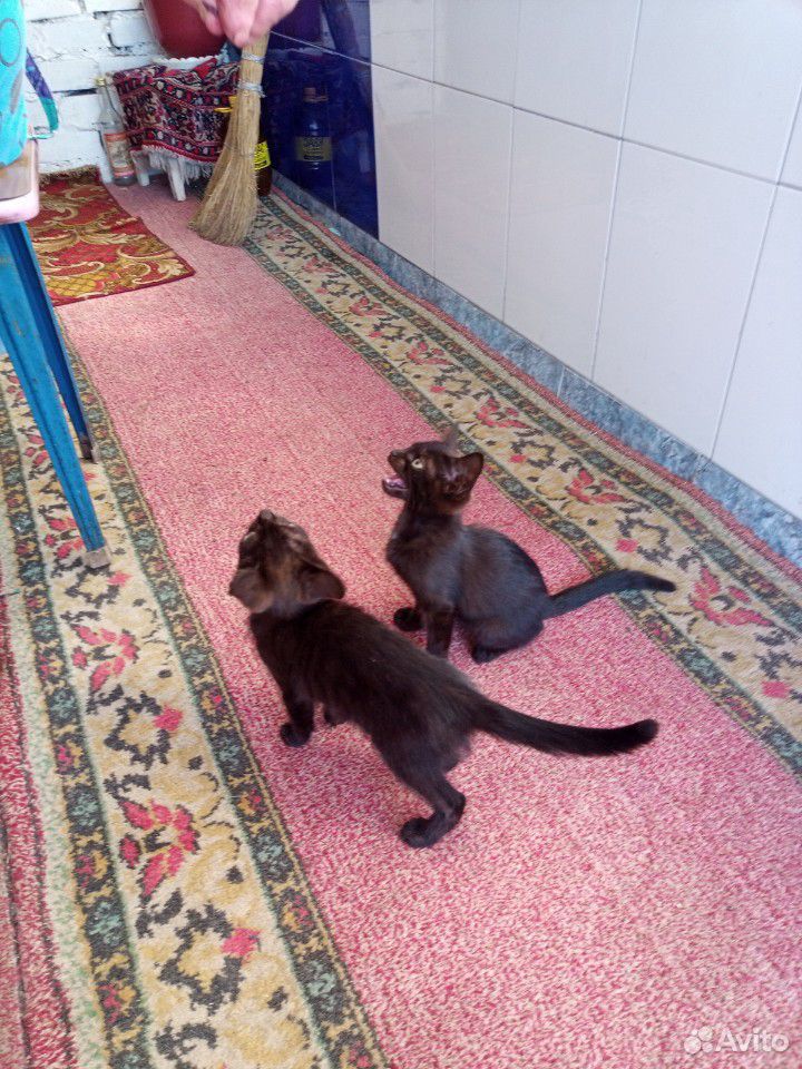 Котята и кошка купить на Зозу.ру - фотография № 4