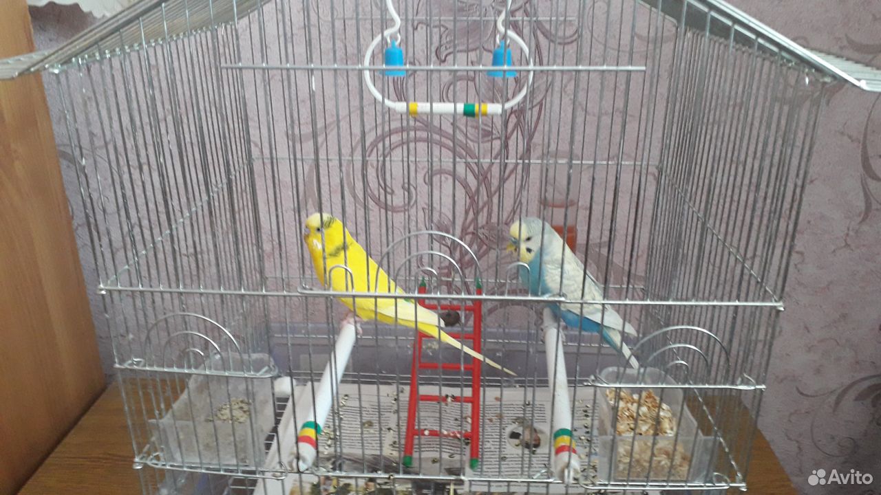 Волнистые молодые попугаи с клеткой купить на Зозу.ру - фотография № 6