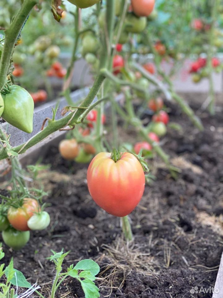 Домашние помидоры купить на Зозу.ру - фотография № 5