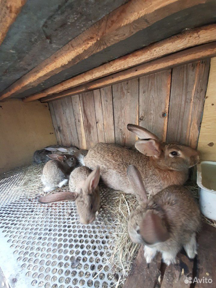 Кролихи с крольчатами купить на Зозу.ру - фотография № 2