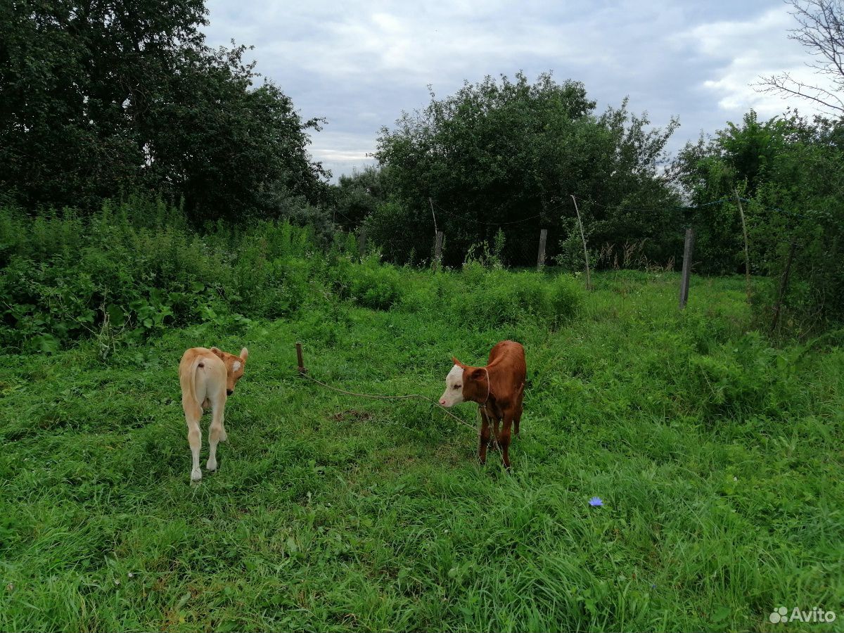 Продаю 2-х коров, 2-х телят в возрасте 1 месяц купить на Зозу.ру - фотография № 4