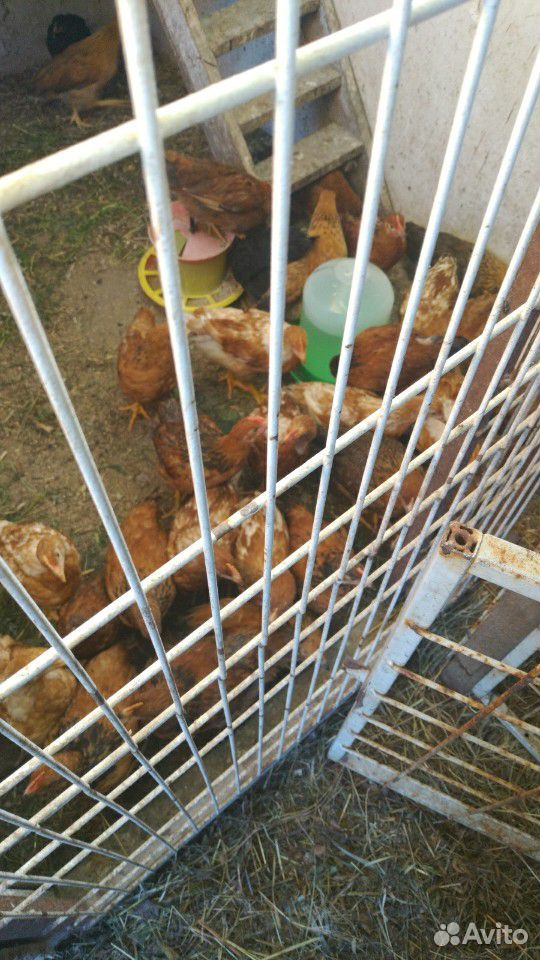 Цыплят а 2 месяца купить на Зозу.ру - фотография № 2
