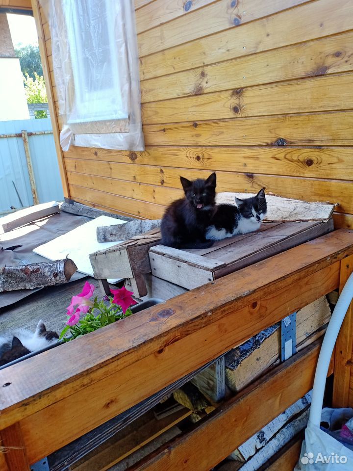 Котята ждут своих хозяев купить на Зозу.ру - фотография № 7