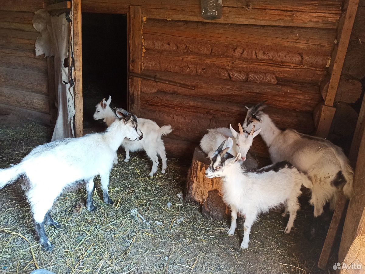 Молодые коза и козлы (возраст полгода) купить на Зозу.ру - фотография № 2