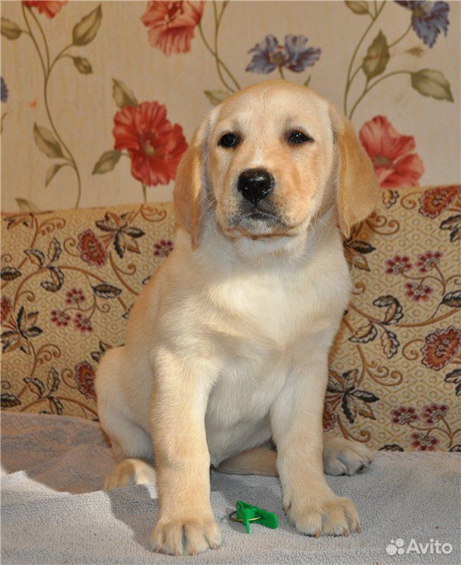 Ищу щенка, от 1,5 до 2,5 месяцев, лабрадор купить на Зозу.ру - фотография № 1