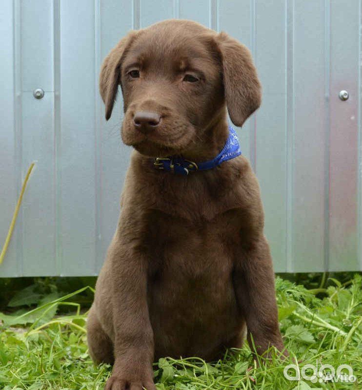 Ищу щенка, от 1,5 до 2,5 месяцев, лабрадор купить на Зозу.ру - фотография № 4