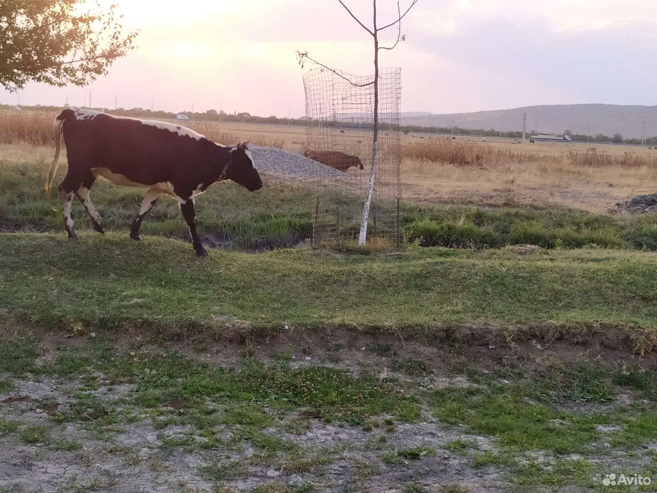 Корова и телки купить на Зозу.ру - фотография № 3