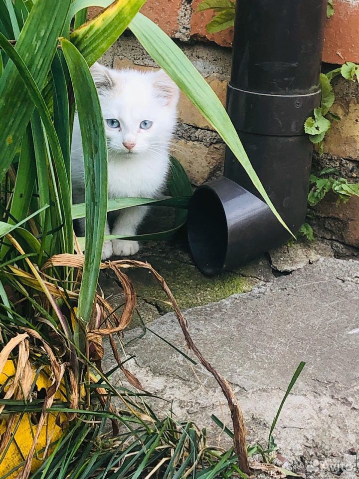 Котенок Трехцветный,приносящий счастье и радость