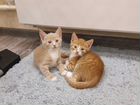 Солнечные котята - плюшевые детки объявление продам