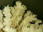 Натуральный коралл объявление продам