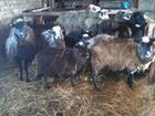 Овцы Романовской породы объявление продам