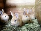 Бургундские кролики объявление продам