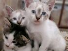 Котята в добрые руки (2 мальчика и девочка) объявление продам