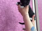 Котёнок девочка в добрые руки объявление продам