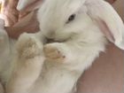 Кролик карликовый вислоухий объявление продам