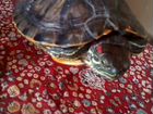 Черепаха Красноухая объявление продам
