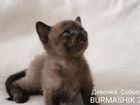 Бурманские котята в Крыму объявление продам
