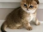 Шотландская вислоухая кошка или скоттиш-фолд объявление продам