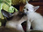 Сиамский(тайский) котенок объявление продам