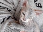 Продается котенок Данского сфинкса объявление продам