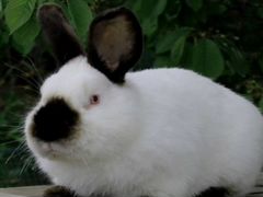 Продам Калифорнийских кроликов и не породистых