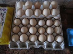 Яйцо инкубационное кур -несушек