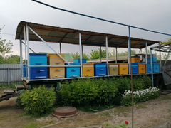 Платформа для пчёл