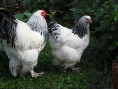 Цыплята породы Брама