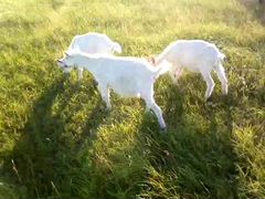 Молочные козы