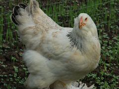 Цыплята породы фавероль красивые И продуктивные