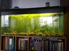 Продам аквариум со всем содержимым рыбки, растения