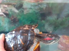 100 литровый аквариум с красноухой черепахой