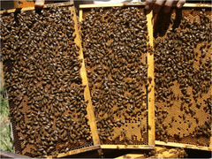 Пчелопакеты на гайдаровских матках