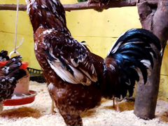 Орловские ситцевые цыплята и яйцо