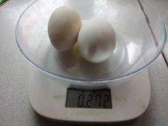 Инкубационное яйцо гуся "Шадринский"