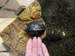 Мускусная черепаха карликовая