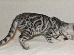 Бенгальские котята серебро