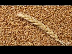 Пшеница