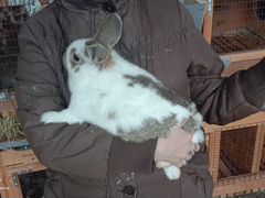 Обмен самца на крольчиху