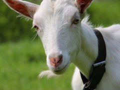 Продам молочную козу возраст 2года