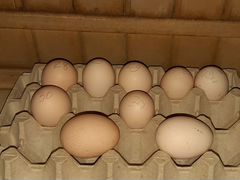 Яйца инкубационные юрловской голосистой