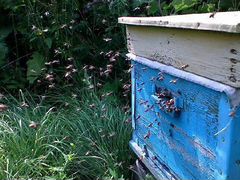 Пчелы. Зимовалые семьи и пчелопакеты