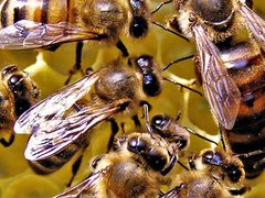 Пчелосемьи рутовские