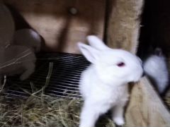 Кролики, крольчата от 1месяца. белый великан, рус
