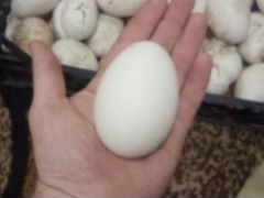 Яйцо инкубационное гусей