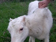 Продаеться коза молодая коза один окот
