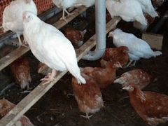 Курицы-несушки: белые и коричневые